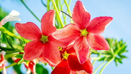 Beautiful flower of Burma Creeper, Chinese honeysuckle