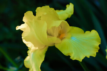 Fototapeta premium Yellow bearded iris detail