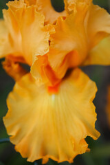 Peach bearded iris