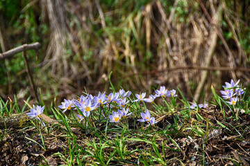 Crocus spontanei
