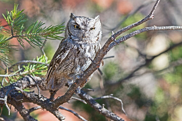 A western screech owl (Megascops kennicottii) is perched on a tree branch, its eyes half closed due to the bright daylight.