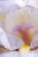 Pale pink bearded iris bloom