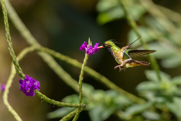 Black-crested Coquette (Lophornis helenae) male hummingbird hovering over a purple verbena drinking nectar in the rainforest