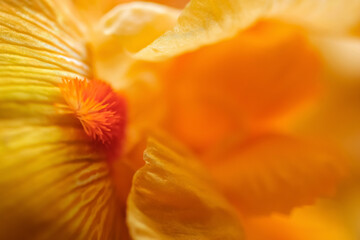 Obraz premium Bearded iris flower close-up