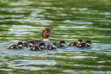 Family of eight Common Goldeneye (Bucephala clangula) ducks in a pond during spring. Seven ducklings swimming close to their mother. 