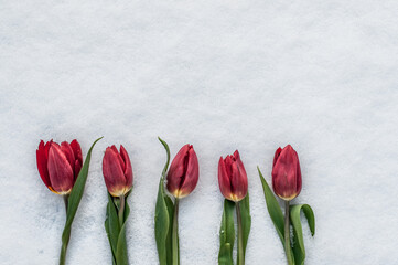 Five red tulips on white snow closeup.