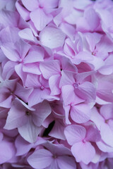 Pink hydrangea blossom