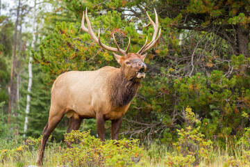 Bull Elk (Cervus canadensis) (Wapiti) with big antlers, calling a cow elk during the rut season in fall in the Canadian Rockies