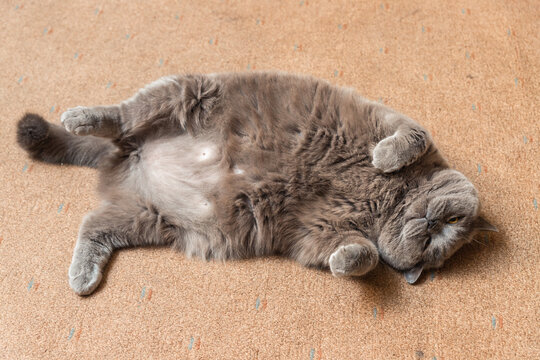 Fat fluffy British cat lying on the floor