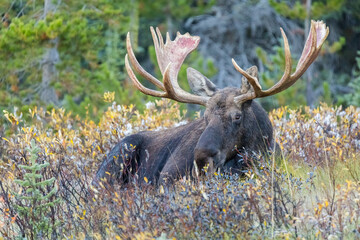 Bull Moose (Alces alces) with big antlers laying down on tall grass, resting during fall rutting season in the Canadian Rockies