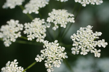 Queen Anne's lace flower