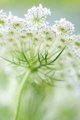 Queen Anne's lace flower