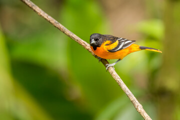 Male juvenile Baltimore Oriole (Icterus Galbula) perched looking for food in the rainforest