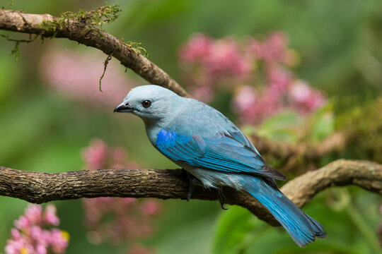 Blue-gray Tanager (Thraupis Episcopus) perched on a branch with pink flowers on the background in the rainforest