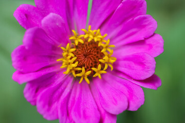 Hot pink zinnia flower