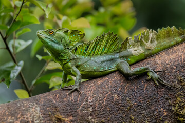 Green Basilisk lizard (Basiliscus plumifrons) (Jesus Christ Lizard) still on a tree trunk sunbathing in the rainforest