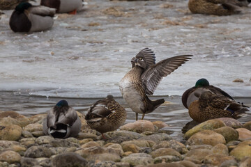 Wood Duck Female (Aix sponsa) stretching its wings during winter on a river with ice, snow, rocks and sleeping mallards (Anas platyrhynchos) in Canada