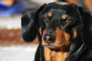 Dachshund dog black and tan relaxing outdoors