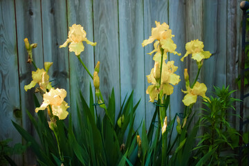 Yellow bearded iris and rustic wood fence
