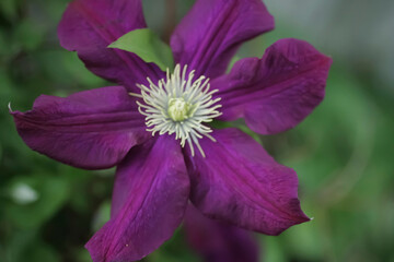 Purple clematis flowers