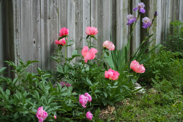 Pink peony with rustic fence