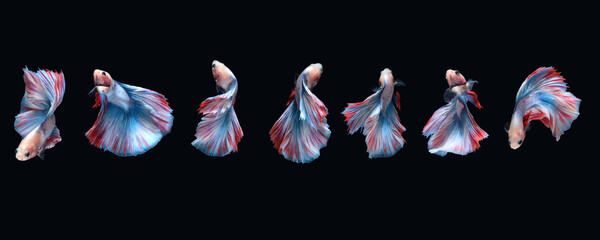 Photo collage set of betta siamese fighting fish (Double tail grizzle in blue white red color type)...
