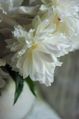 White peonies in cream pitcher