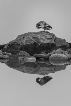 Black and white image of a female Mallard (Anas platyrhynchos) reflected on top of a rock, reflected on water