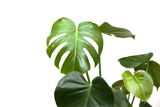Potted exotic flower with green leaves called monster
