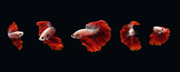 Photo collage flaying and dancing betta siamese fighting fish on a water isolated on black background (Halfmoon Rosetail Mascot Red Dragon type)