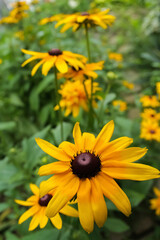 Obraz premium Black-eyed Susan flowers
