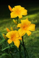 Yellow daylilies