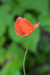 Fototapeta premium Poppy flower