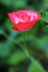 Poppy flower