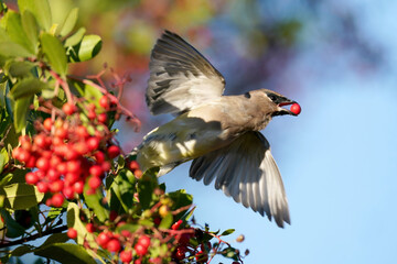 cedar waxwing