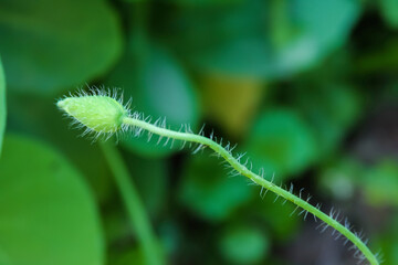 Poppy flower bud