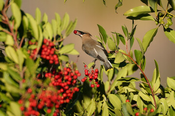 cedar waxwing