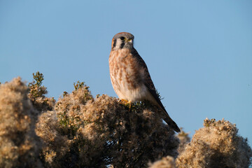 american kestrel
