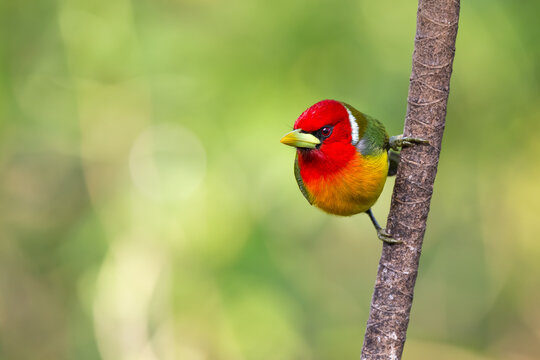 Adult colorful male Red-headed Barbet (Eubucco bourcierii), mad face but cute looking with multicolored contrast feathers in red, green, yellow, orange