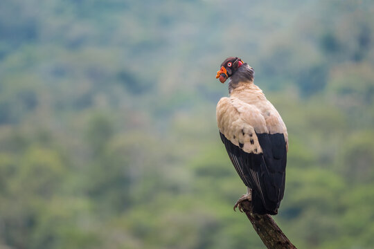 Strange adult King Vulture bird (Sarcoramphus papa), perched at a high point surrounded by mountains, black and white plumage, pale iris and red eye ring, Costa Rica 