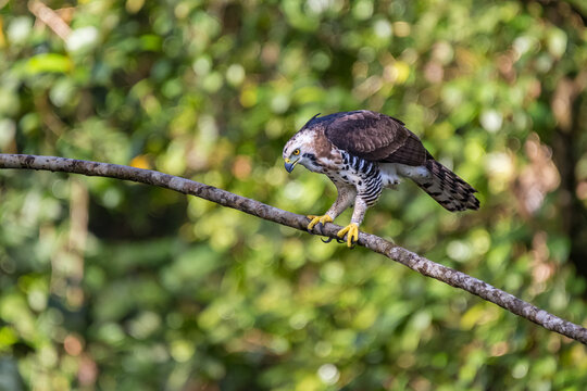 Juvenile Ornate Hawk-Eagle (Spizaetus ornatus) hunting with intense concentration and look on its eyes, Costa Rica