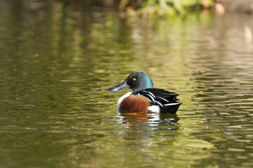 Northern-Shoveler