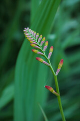 Flower buds on stem