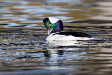 Bufflehead