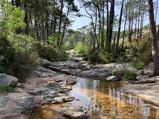 river in the forest