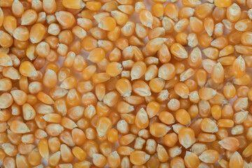 Heap of raw popcorn grains texture background