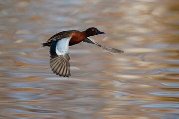 Cinnamon Teal, Santee Lakes California