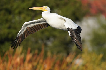 American White Pelican