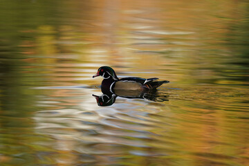 Wood Duck, Santee Lakes California