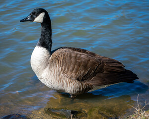 Canadian goose on the water